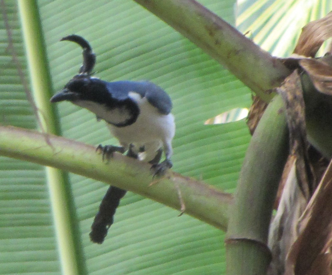 Black-throated Magpie-Jay - ML230245441