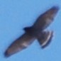 Broad-winged Hawk - ML230245621