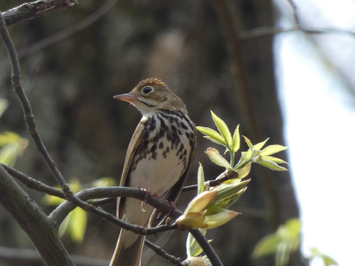 Ovenbird - Jackie Heidenreich