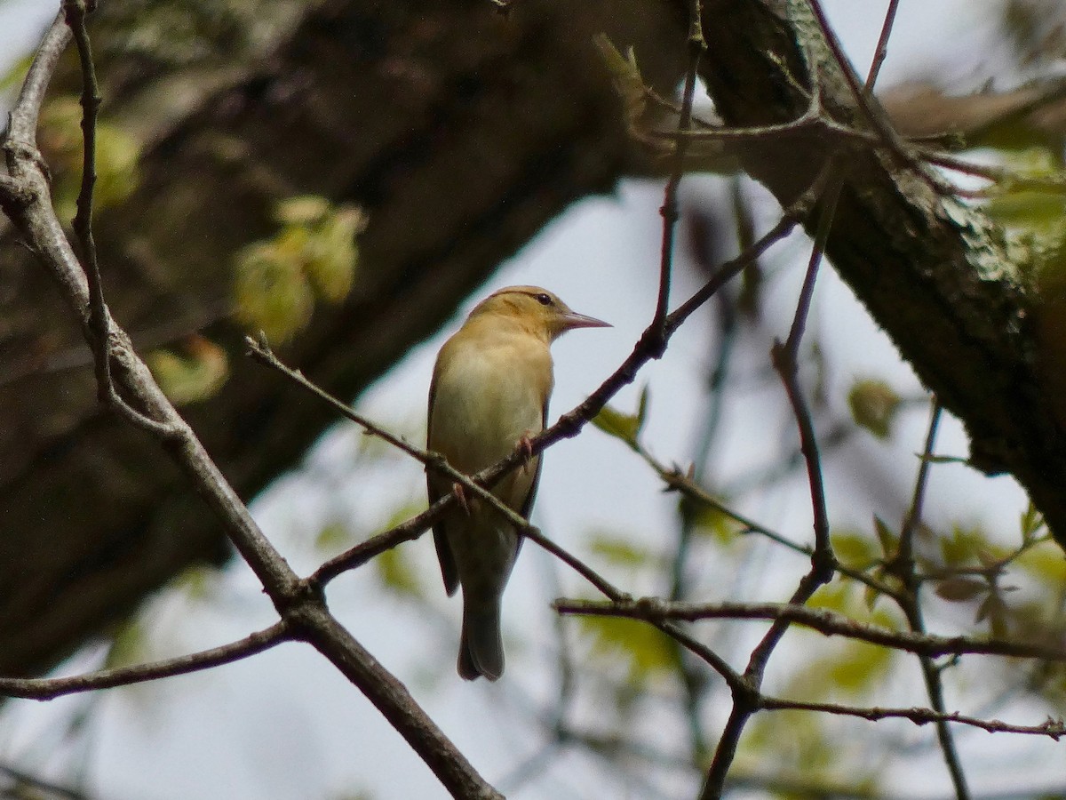 Paruline vermivore - ML230246301