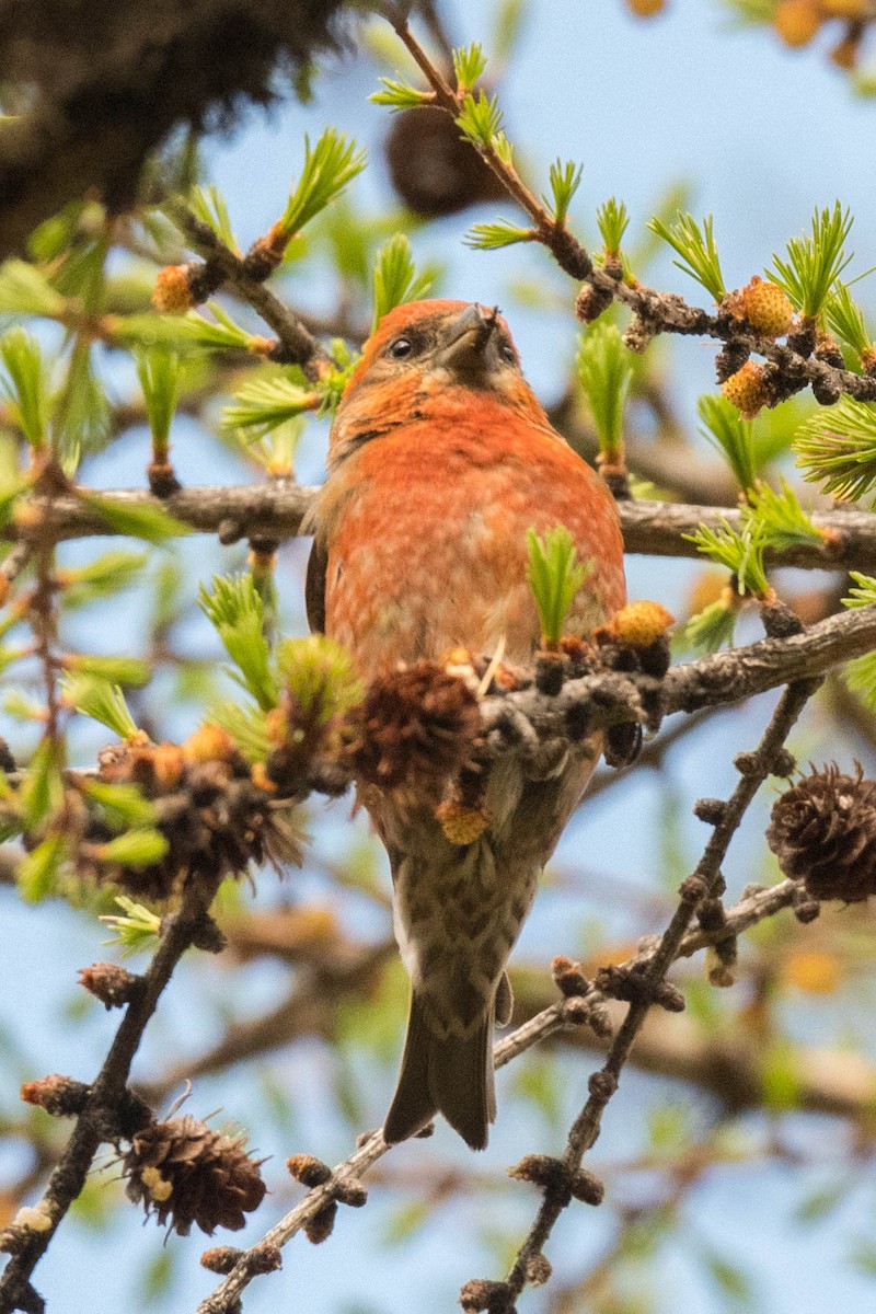 Red Crossbill - ML230247521