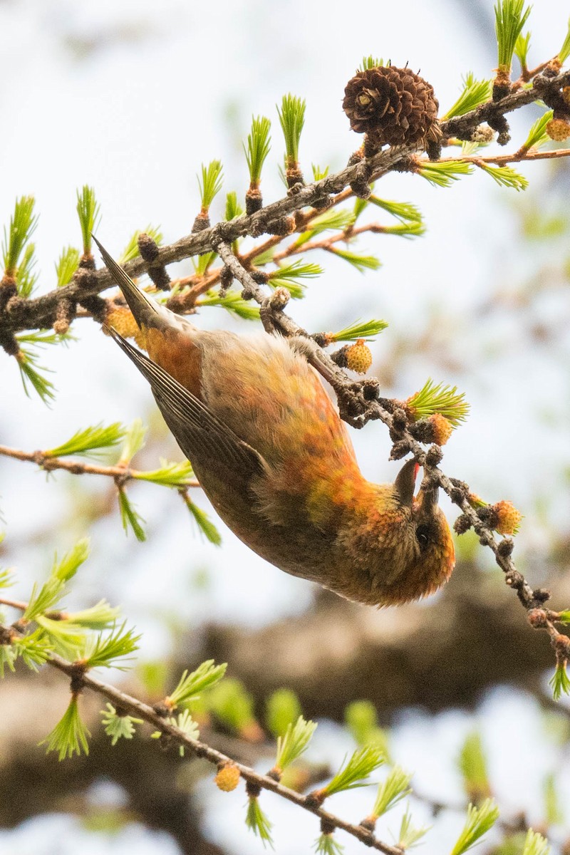 Red Crossbill - ML230247531