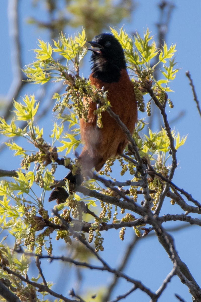 Orchard Oriole - ML230248391