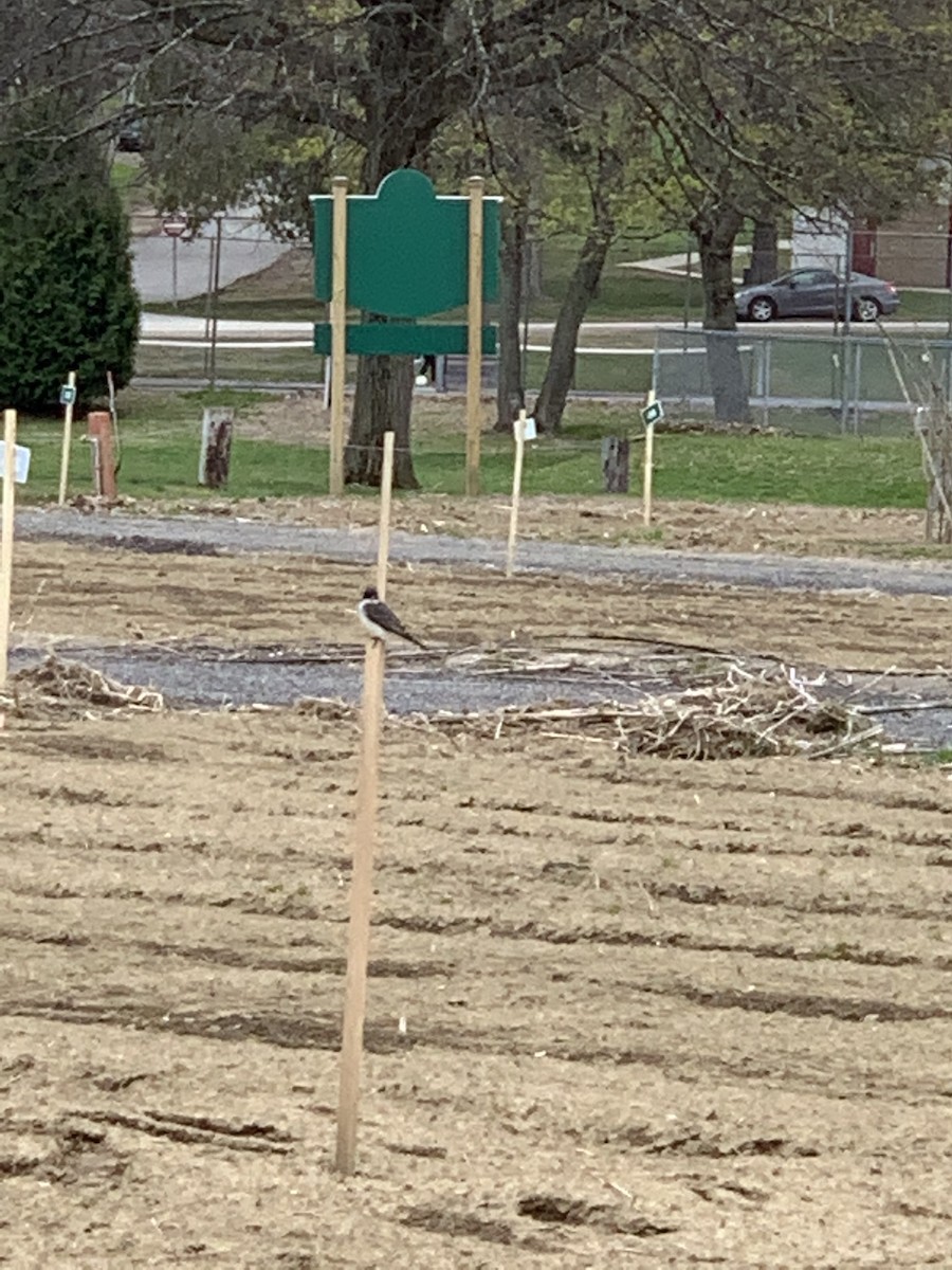 Eastern Kingbird - ML230248491