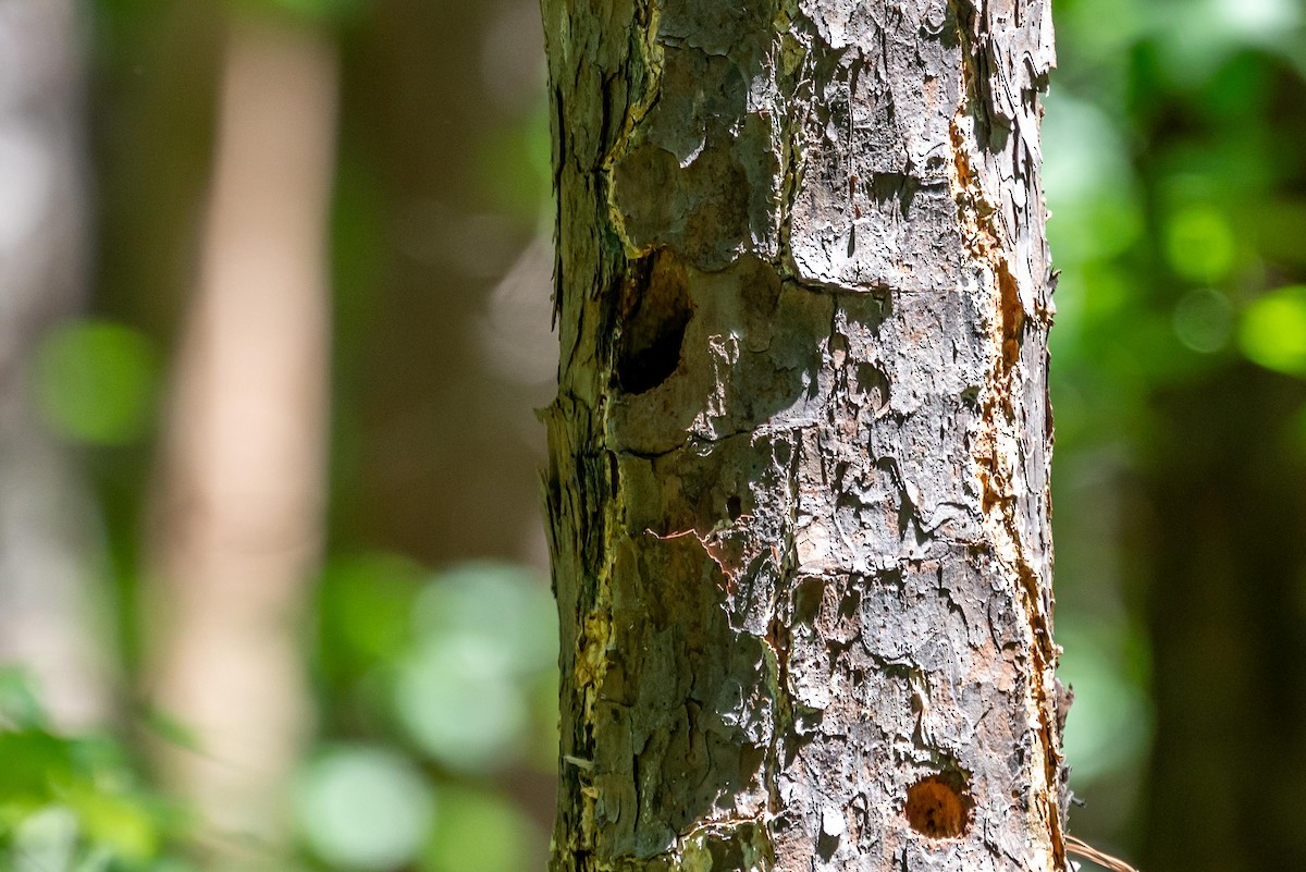 Brown-headed Nuthatch - ML230248661