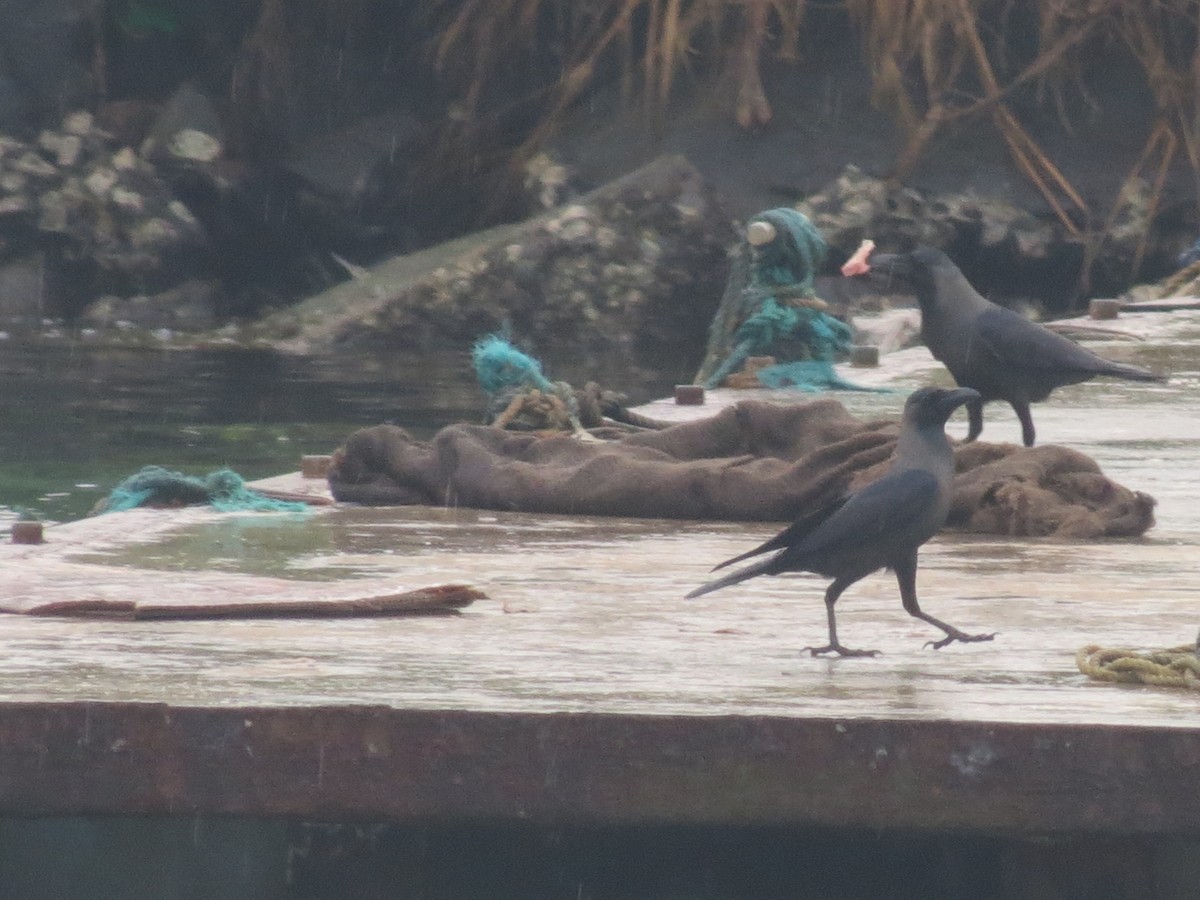 House Crow - Thomas Brooks