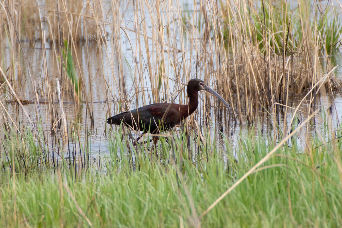 White-faced Ibis - ML230250461