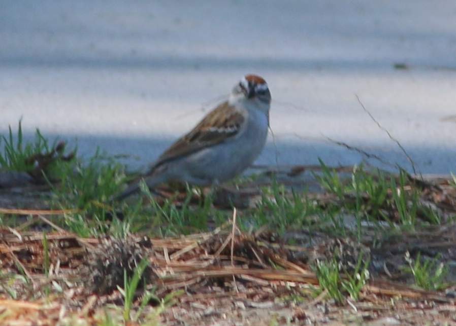 Chipping Sparrow - ML230253651