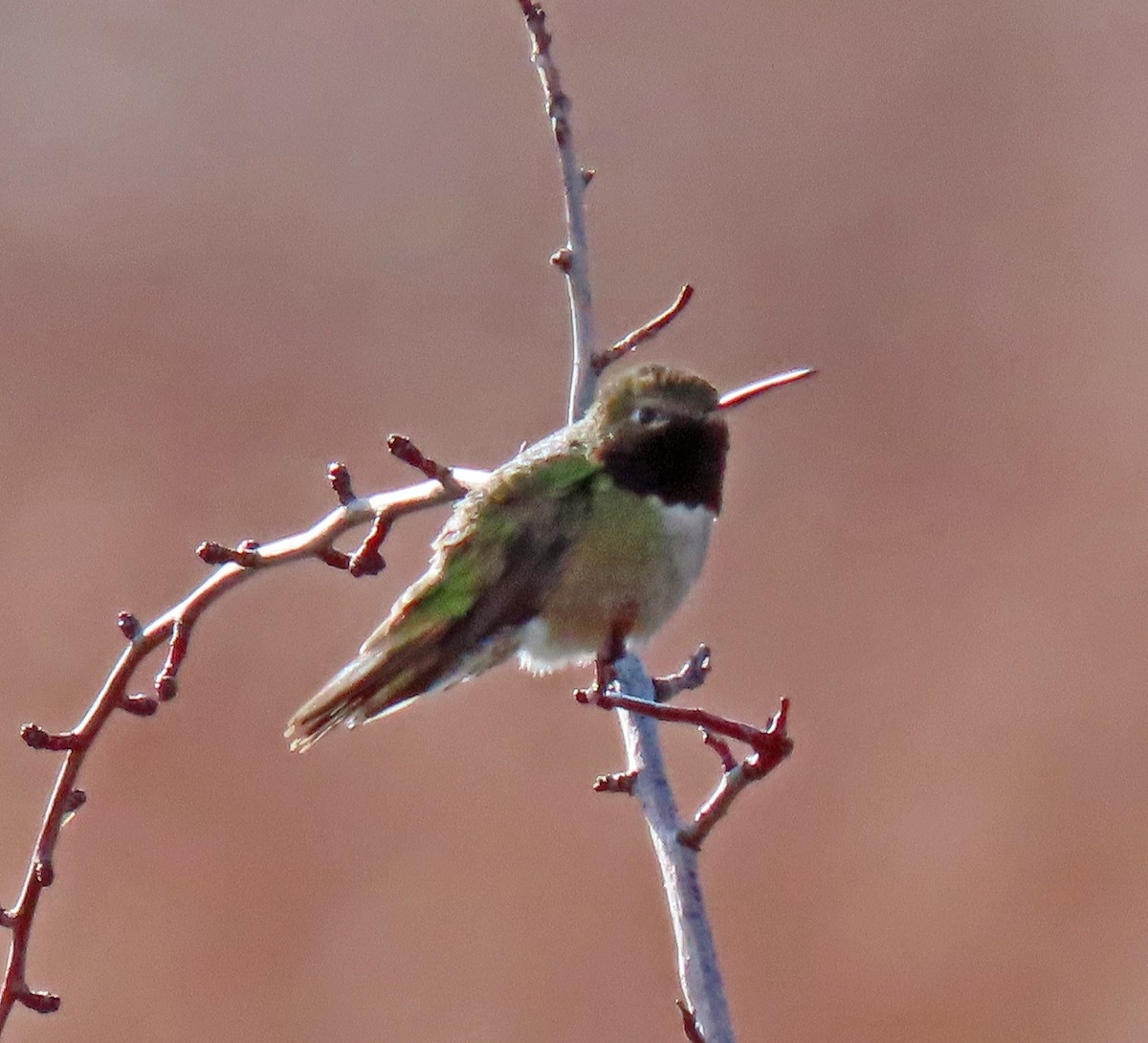 Broad-tailed Hummingbird - ML230258821