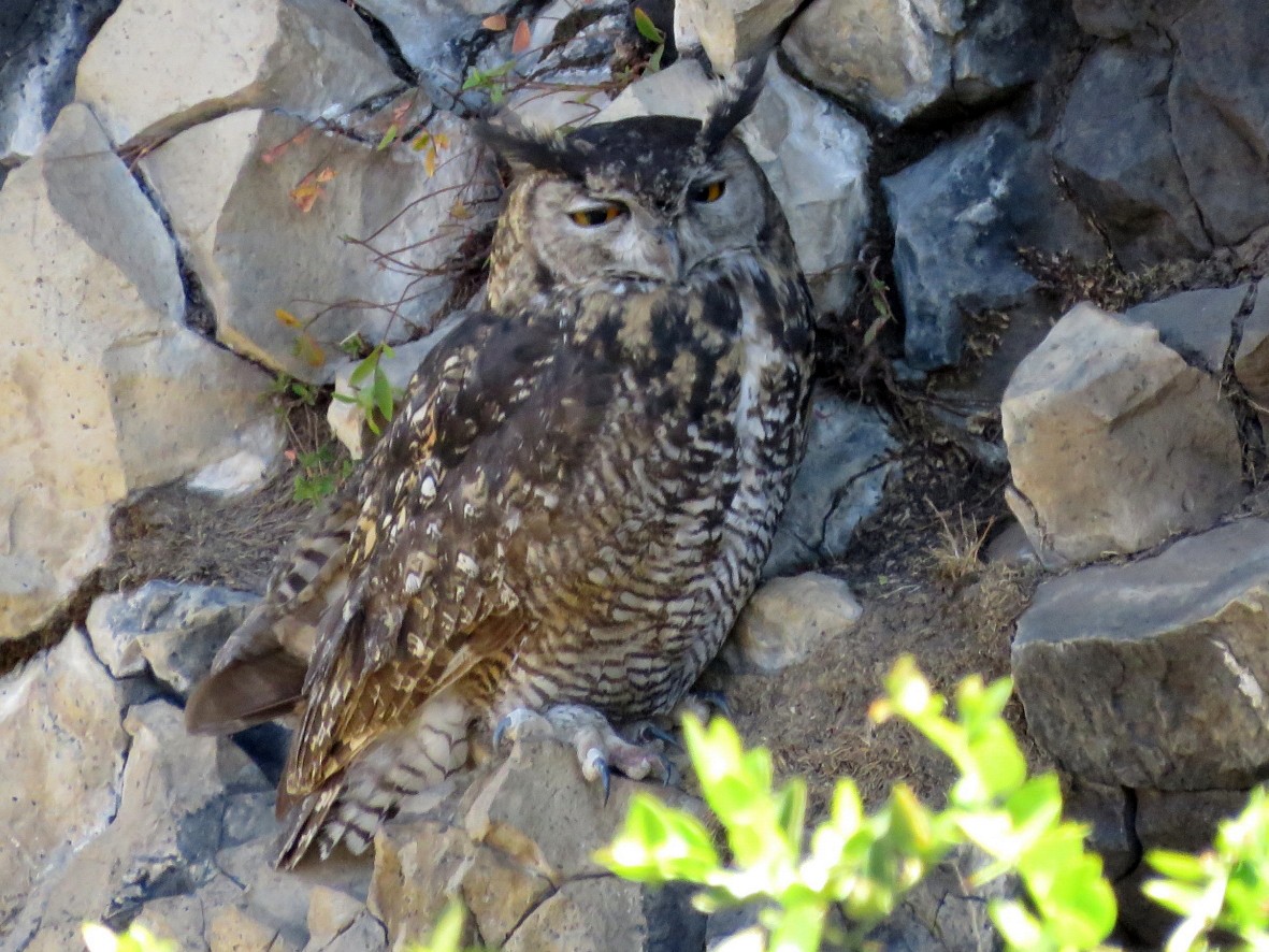 Cape Eagle-Owl (Northern) - ML230259811