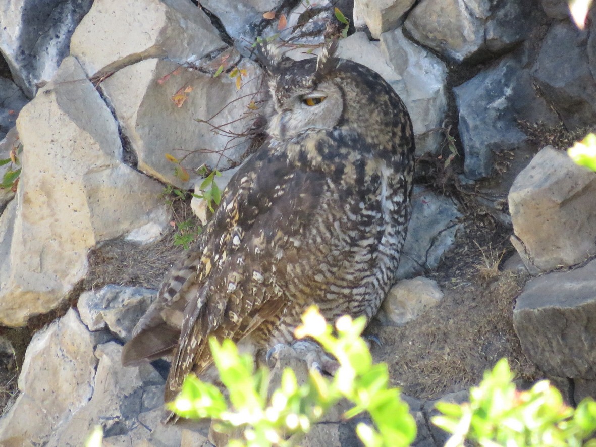 Cape Eagle-Owl (Northern) - ML230260181