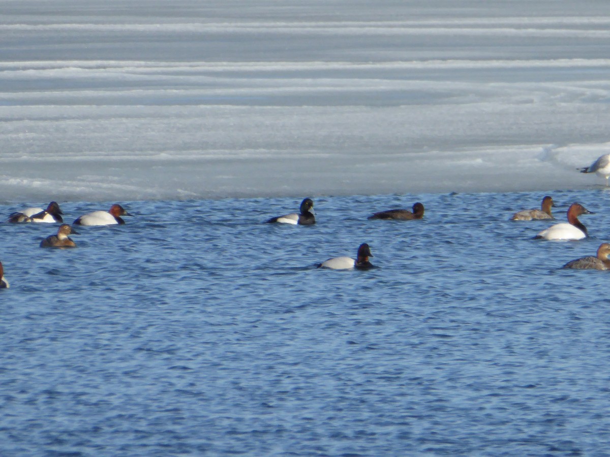 Greater Scaup - ML230260461