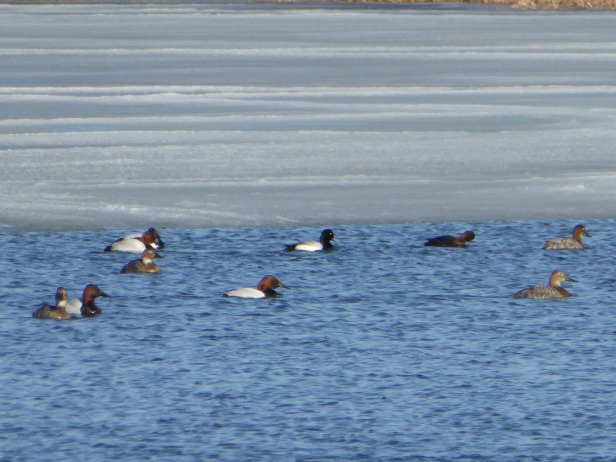 Greater Scaup - ML230260841