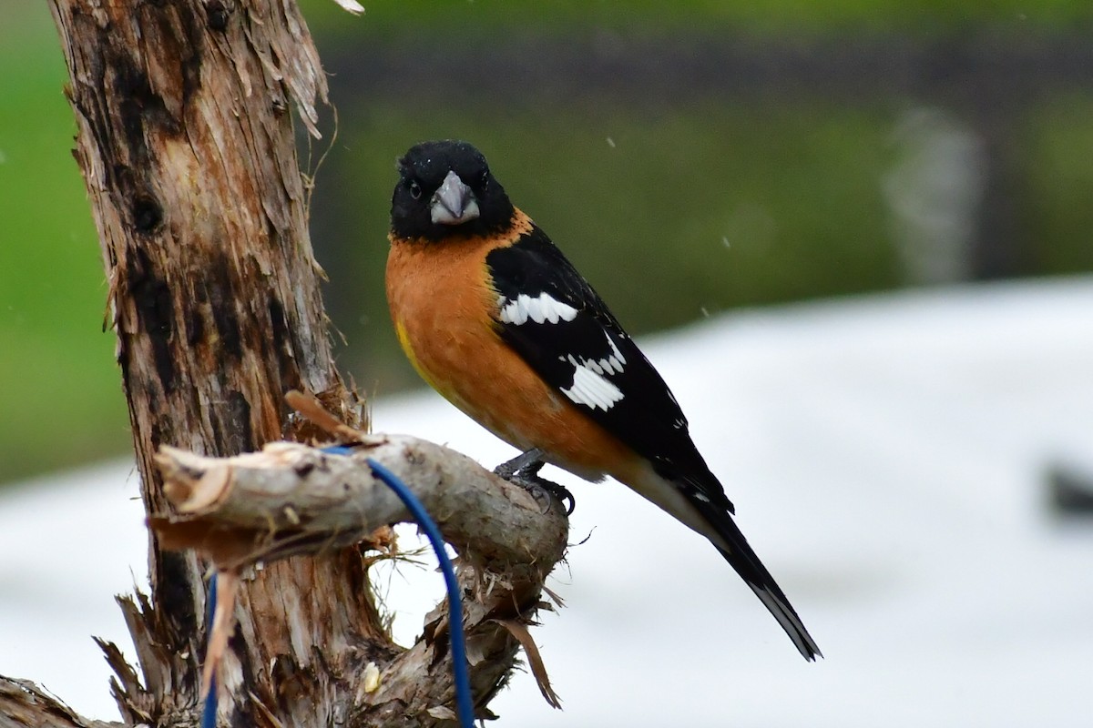 Black-headed Grosbeak - ML230261741