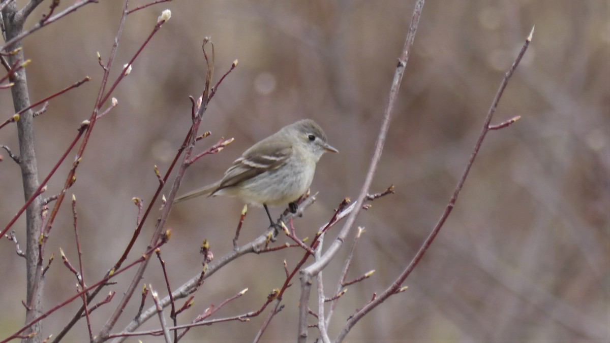 Empidonax sp. - ML230261881