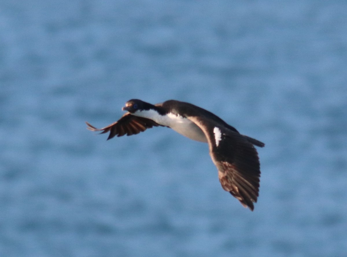 Crozet Shag - Émile Brisson-Curadeau