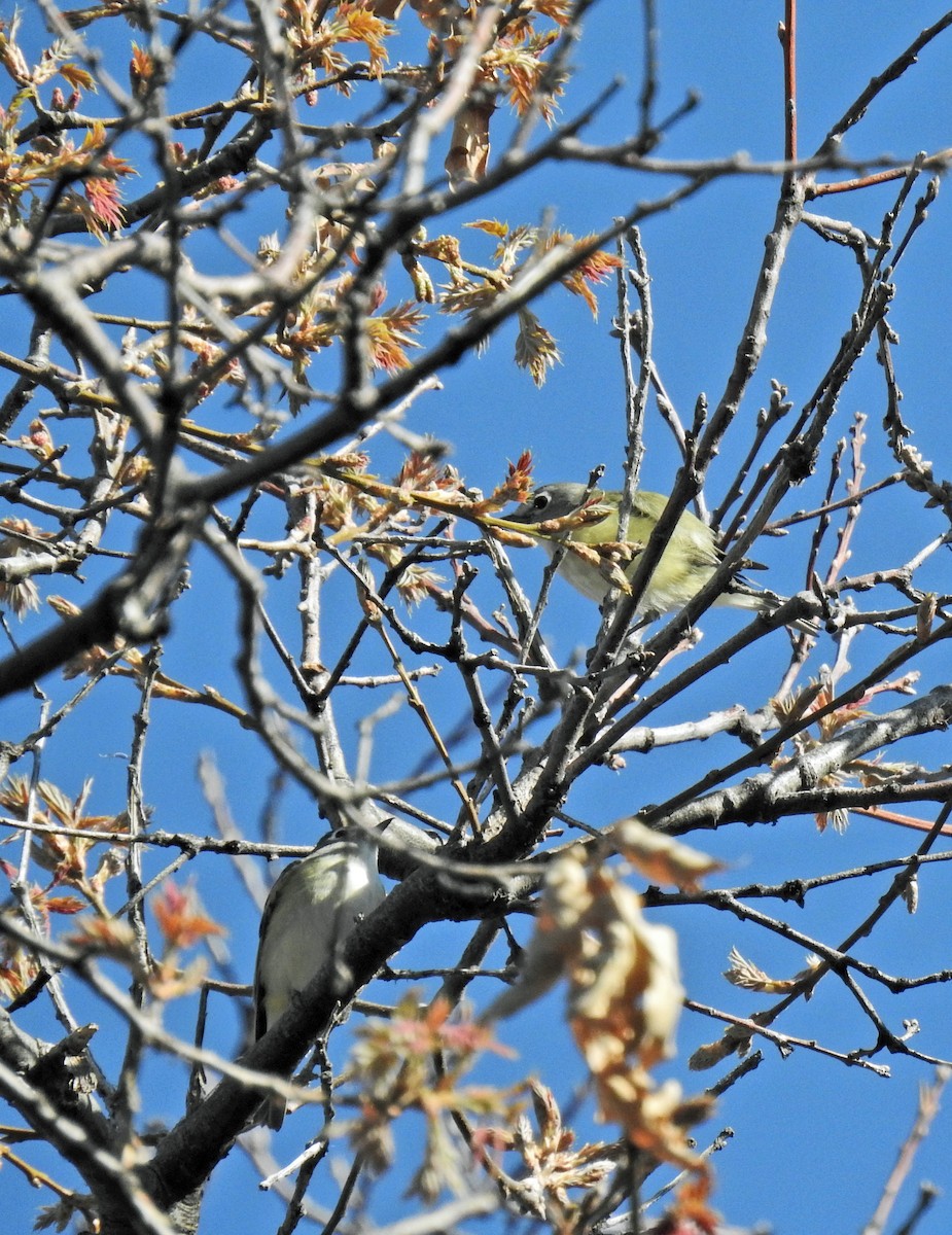 Cassin's Vireo - ML230262011