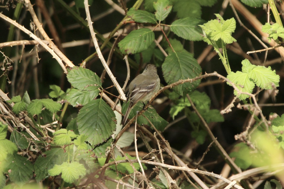 Dusky Flycatcher - ML230262111