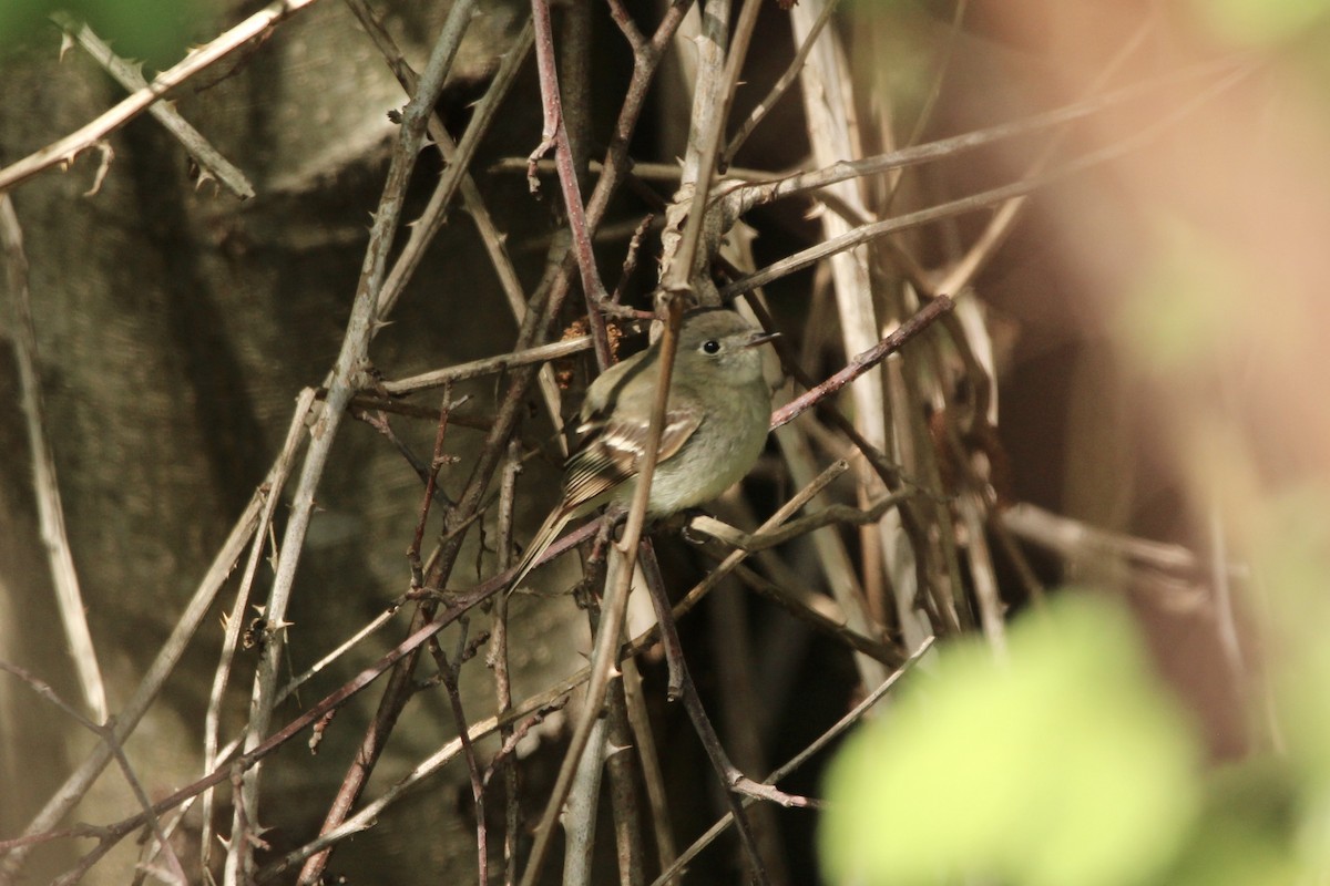 Dusky Flycatcher - ML230262131