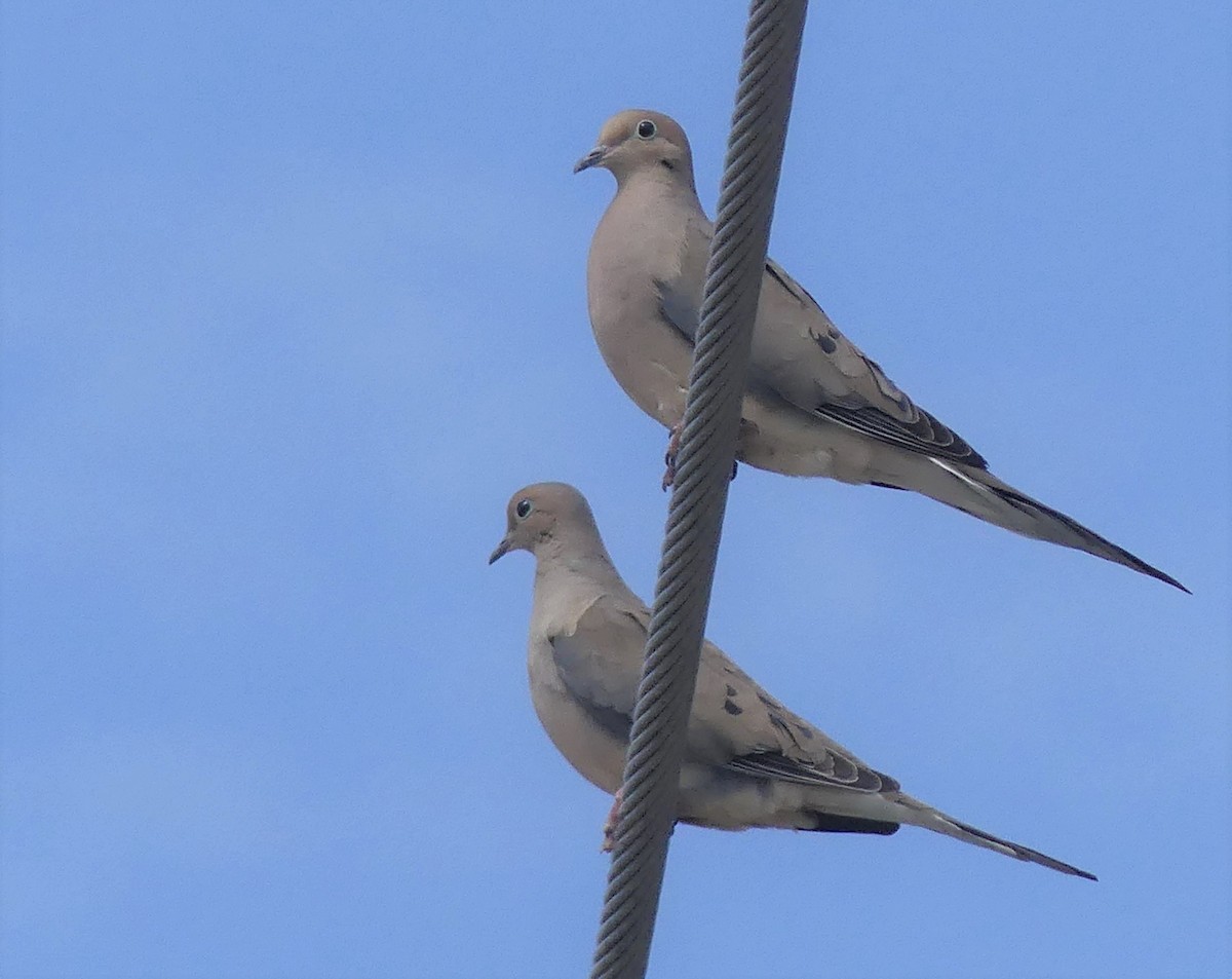 Mourning Dove - Alain Sylvain