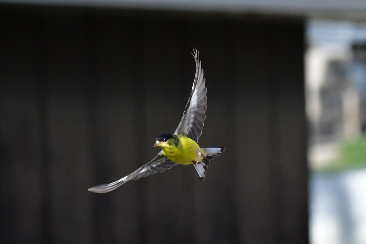 Lesser Goldfinch - ML230262511