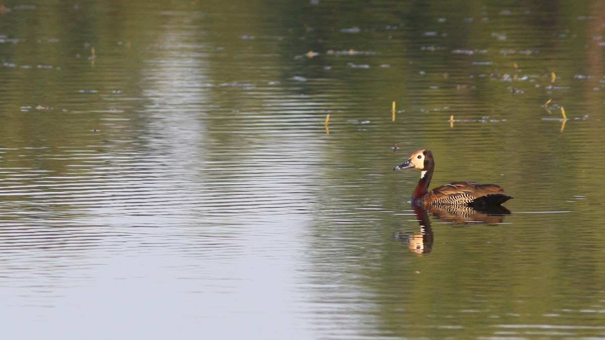 White-faced Whistling-Duck - ML23026291