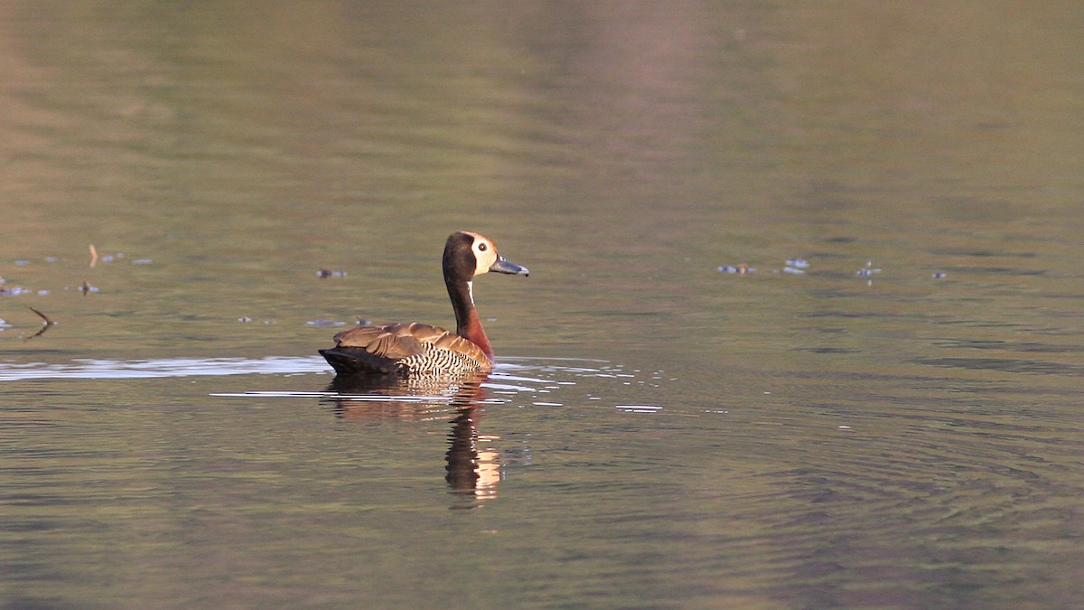 White-faced Whistling-Duck - ML23026341