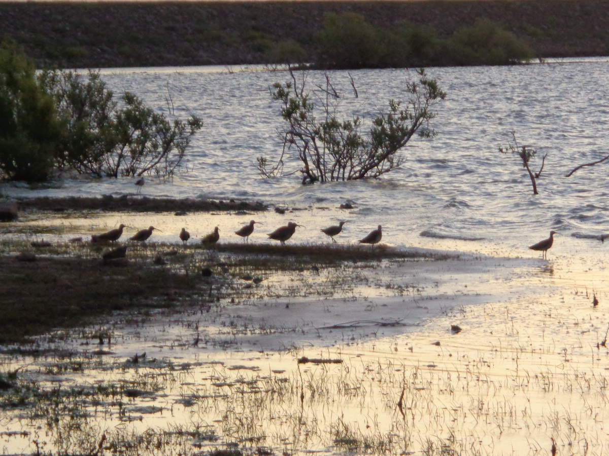 Whimbrel (Hudsonian) - ML230263681