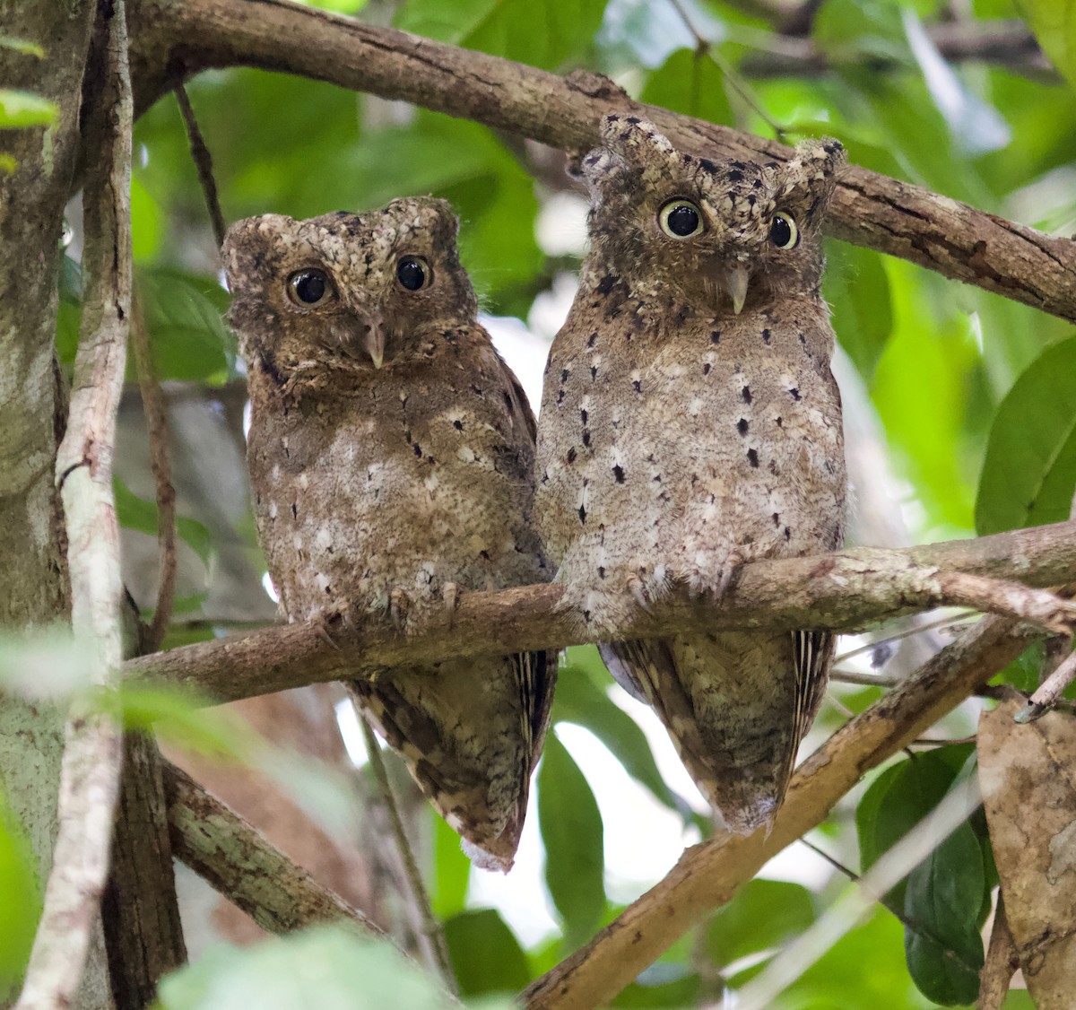 Sokoke Scops-Owl - ML230264001