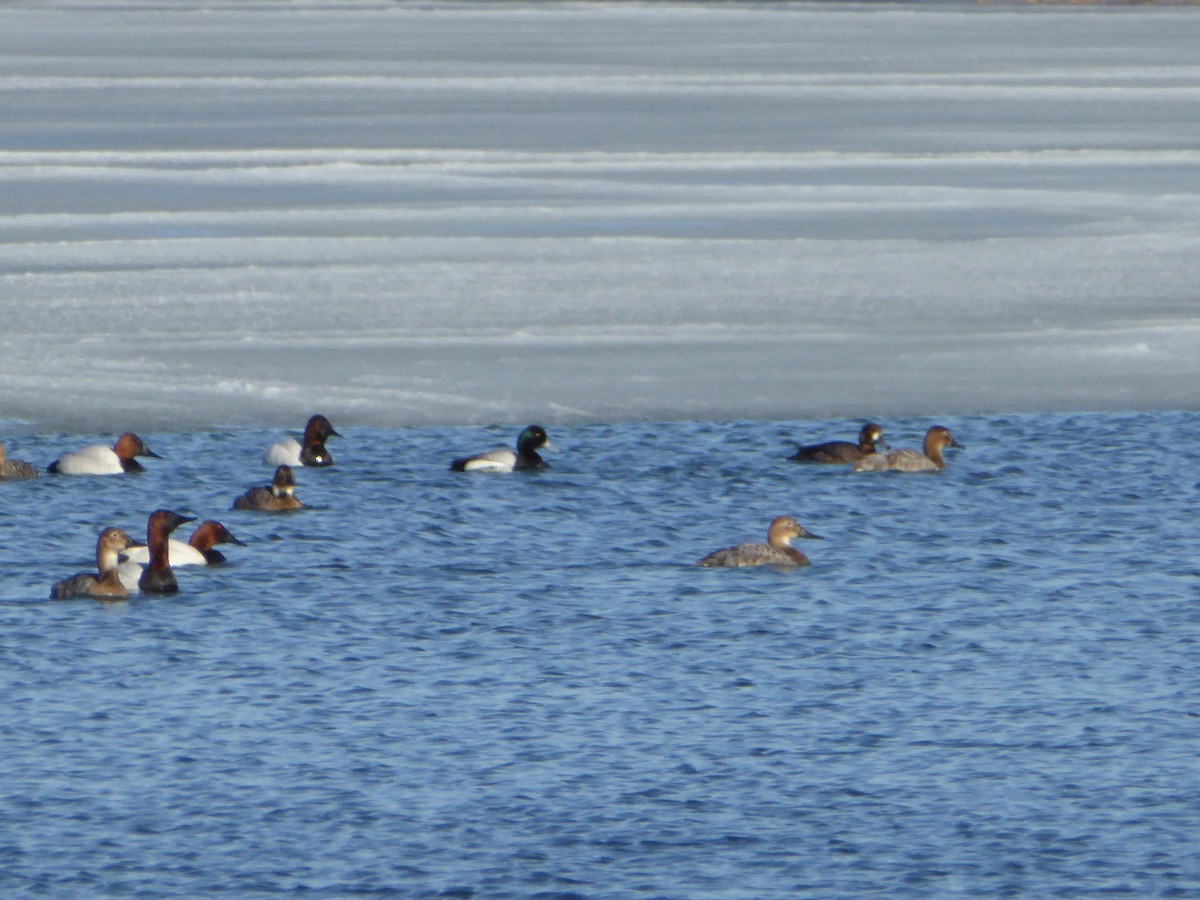 Greater Scaup - ML230264251