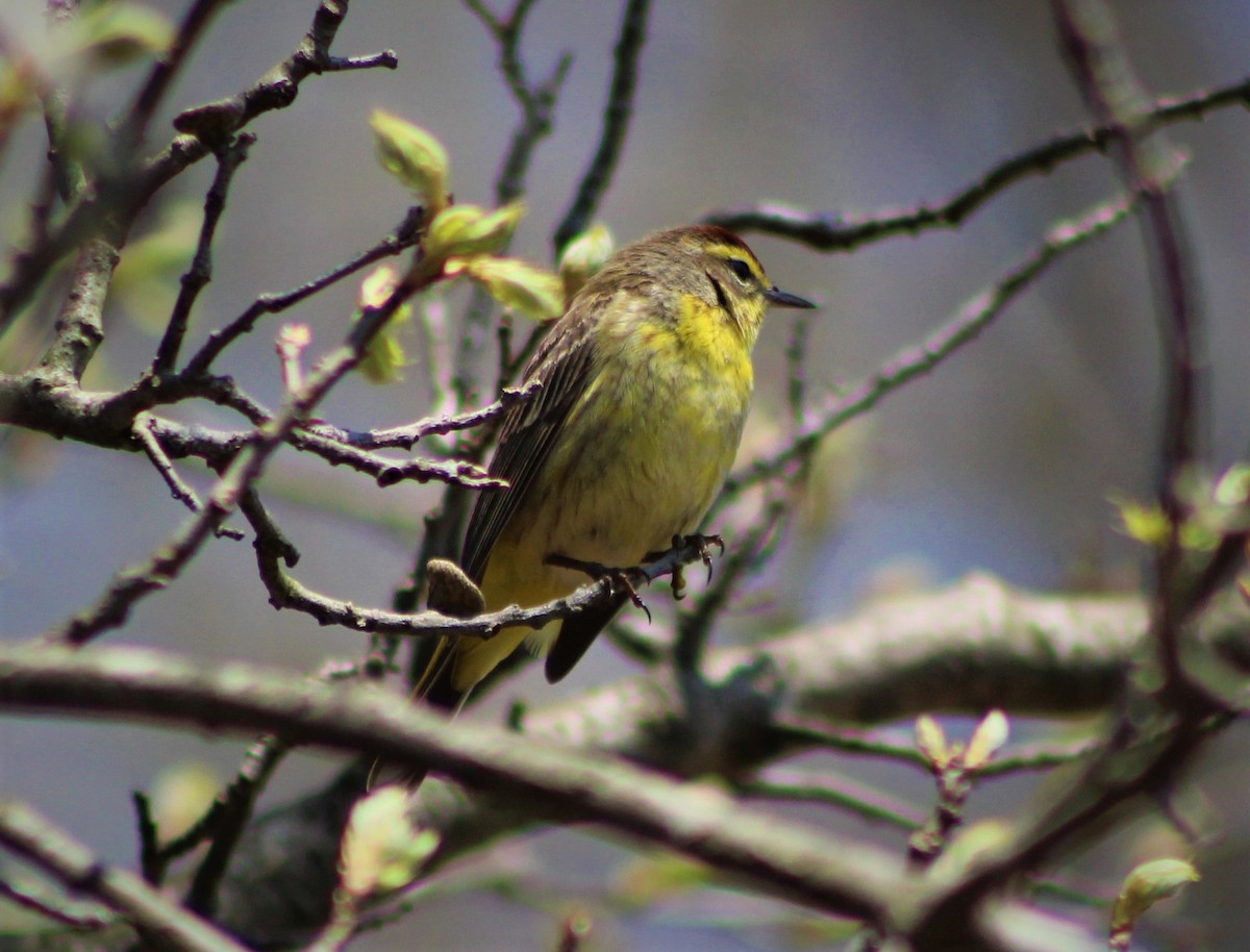 Palm Warbler - Pete Blank