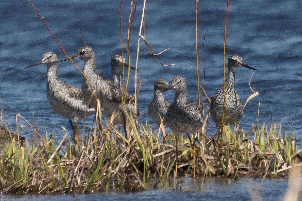 Greater Yellowlegs - ML230265751