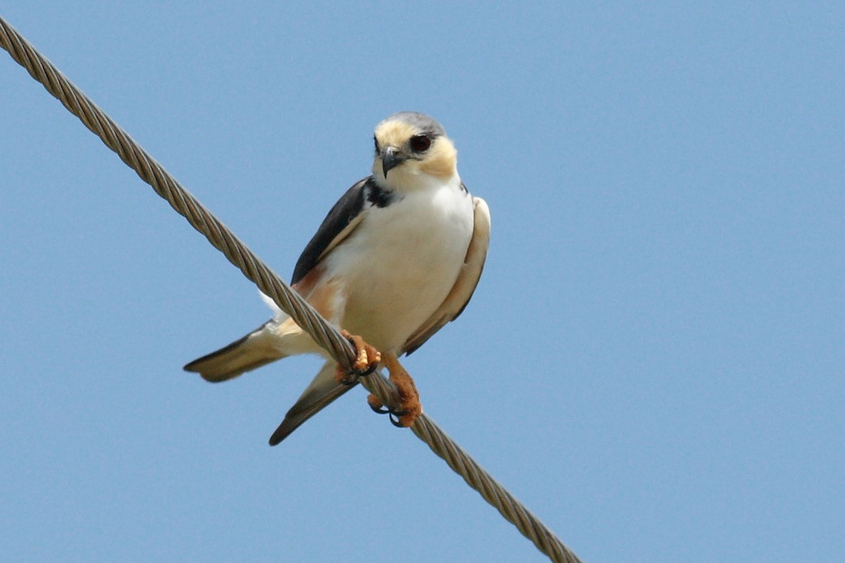 Pearl Kite - ML230266781