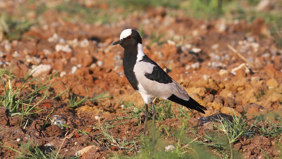 Blacksmith Lapwing - Daniel Jauvin