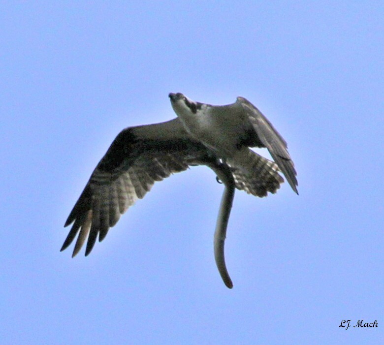 Águila Pescadora - ML230268021