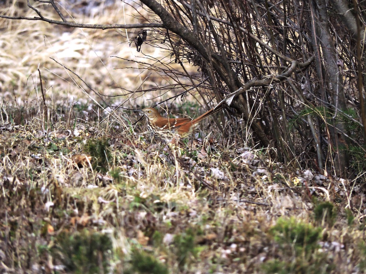 Brown Thrasher - ML230269141