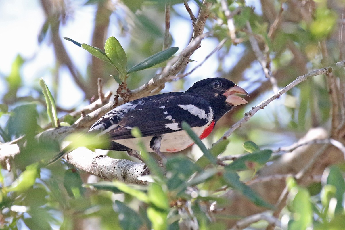 Rose-breasted Grosbeak - ML230269661