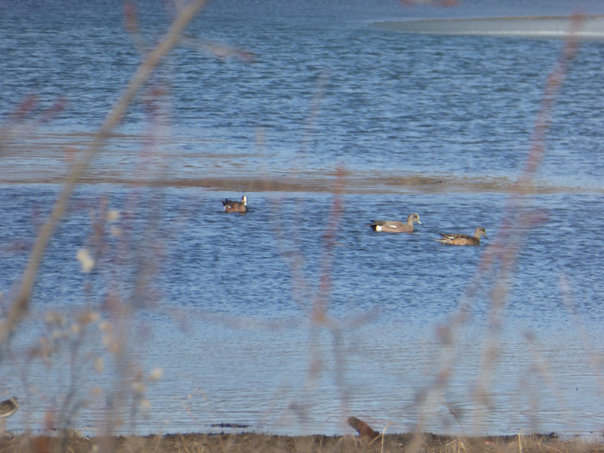 American Wigeon - Michelle Sopoliga