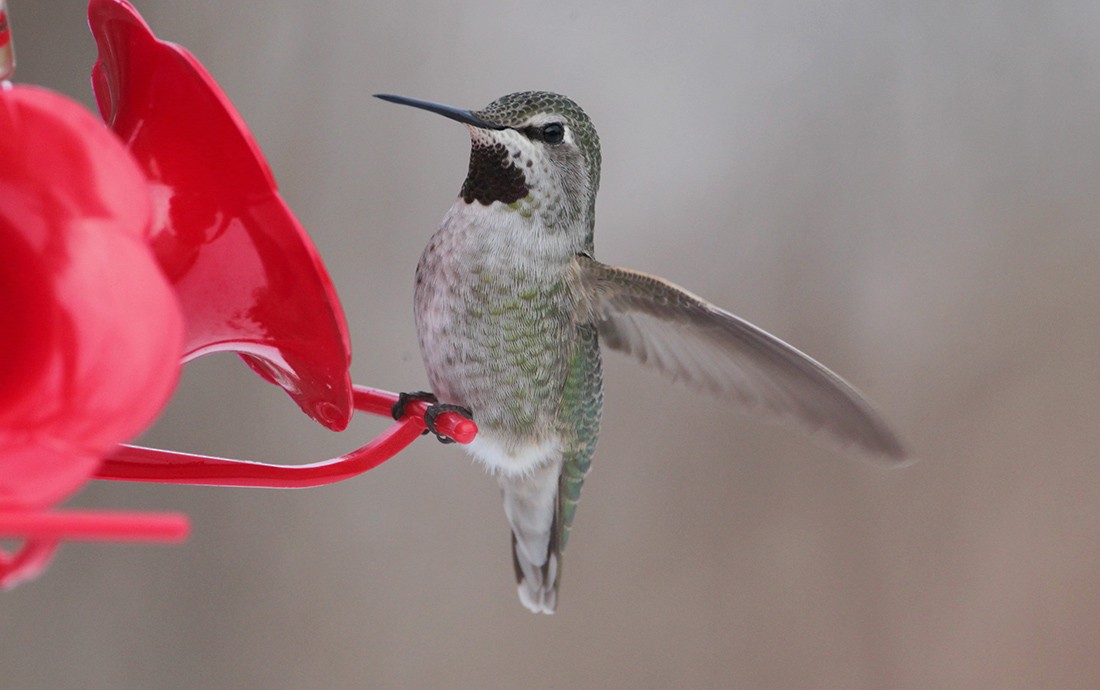 Anna's Hummingbird - ML230271721