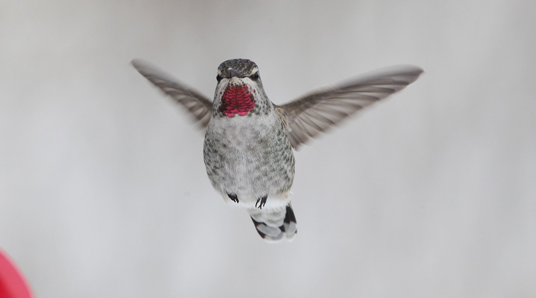 Anna's Hummingbird - ML230271741