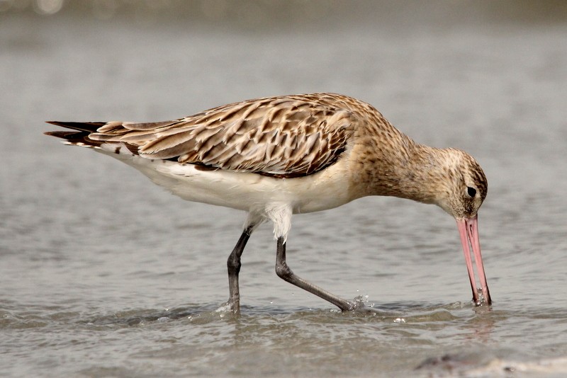 Bar-tailed Godwit - ML230271801