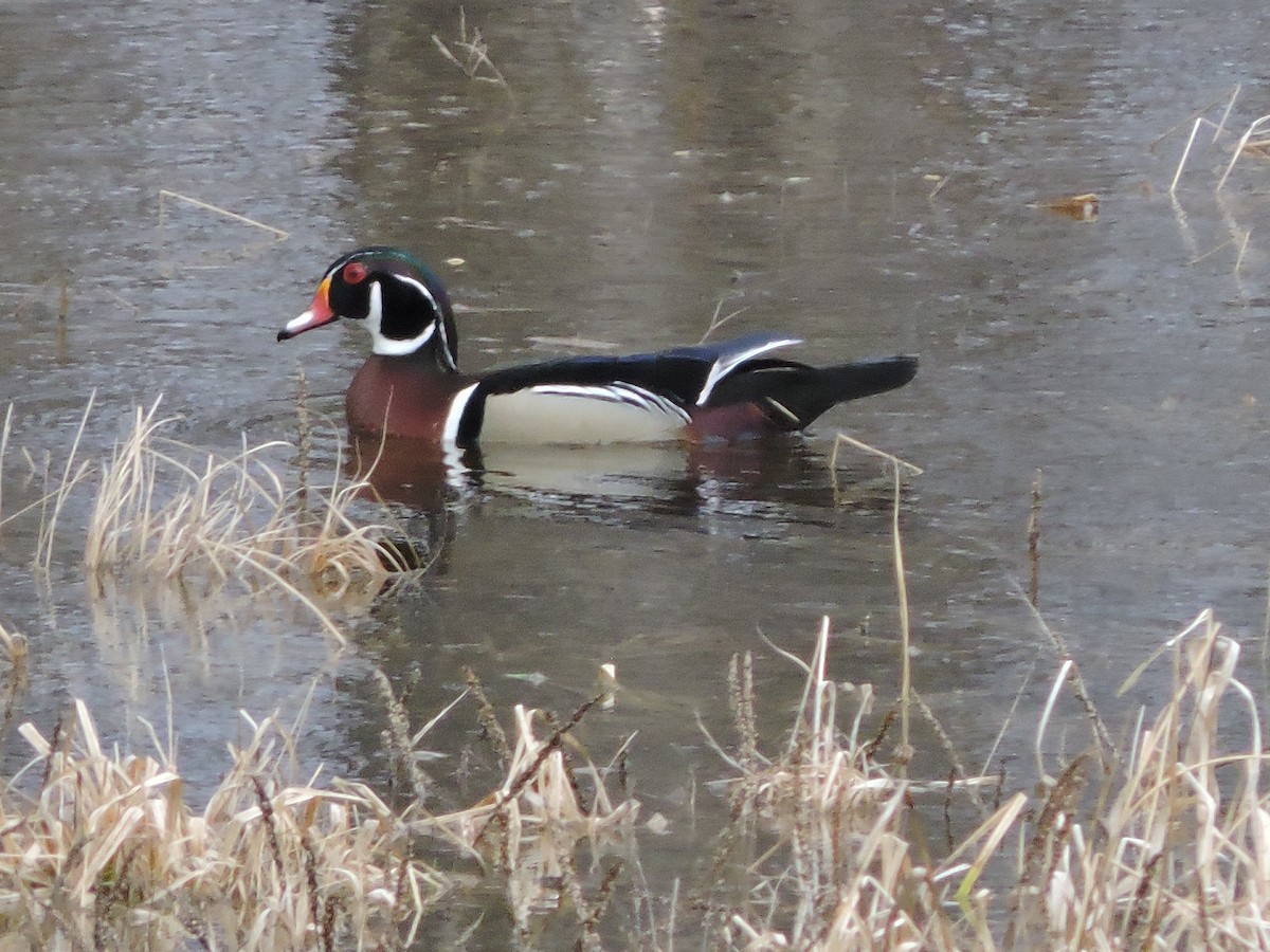 Wood Duck - ML230271841