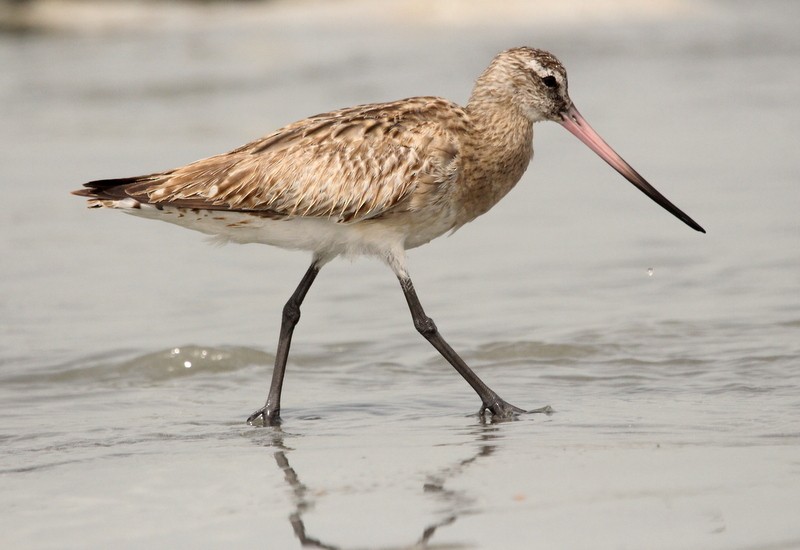 Bar-tailed Godwit - Kris Webb