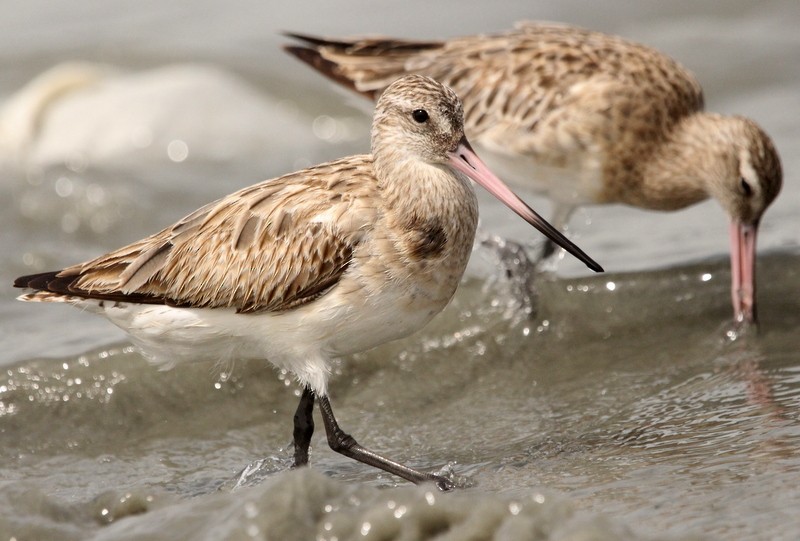 Bar-tailed Godwit - Kris Webb