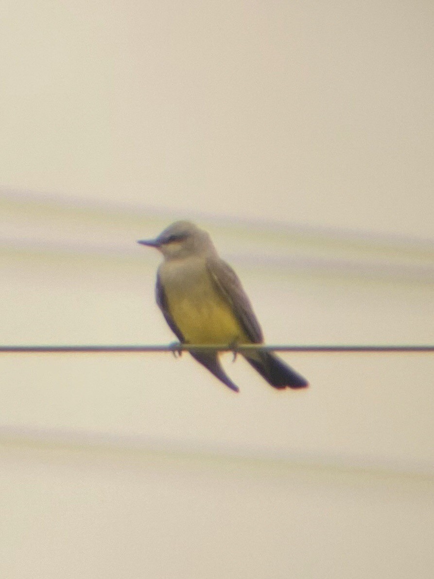 Western Kingbird - ML230271961