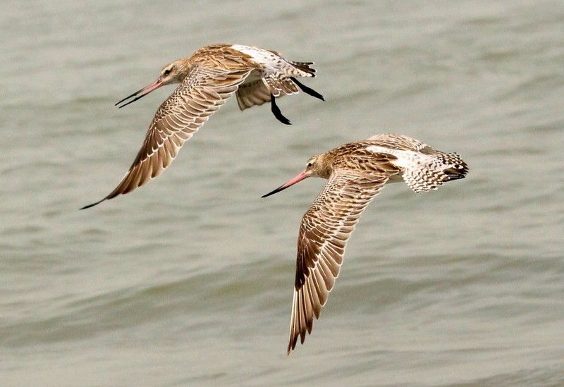 Bar-tailed Godwit - ML230271991