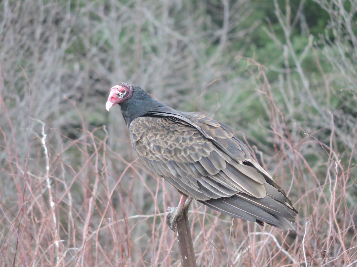 Turkey Vulture - Pierre-Étienne Drolet