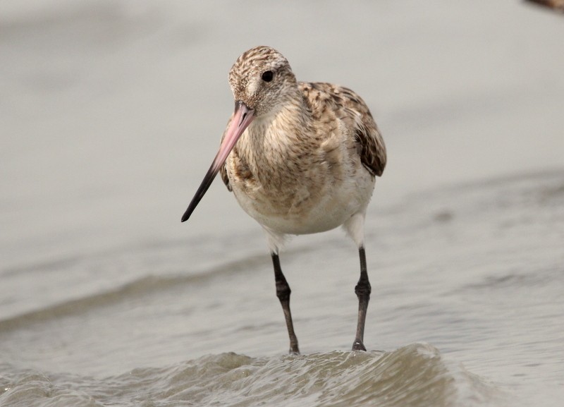 Bar-tailed Godwit - Kris Webb