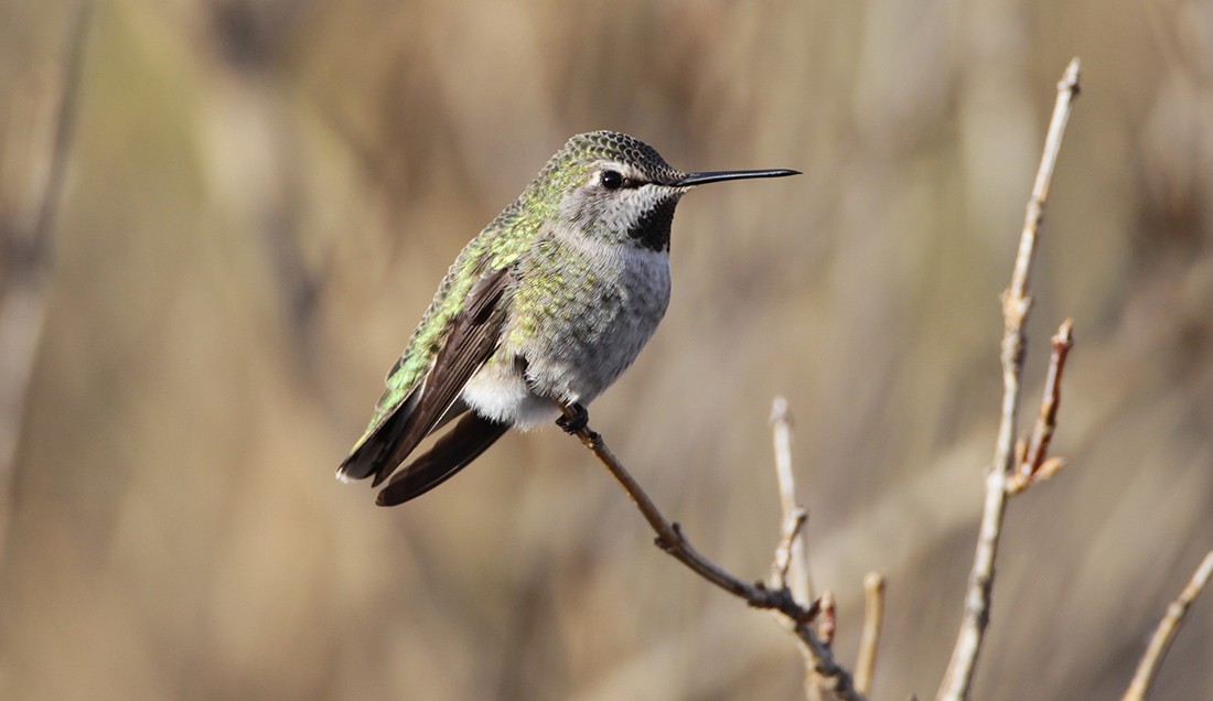 Anna's Hummingbird - ML230272081