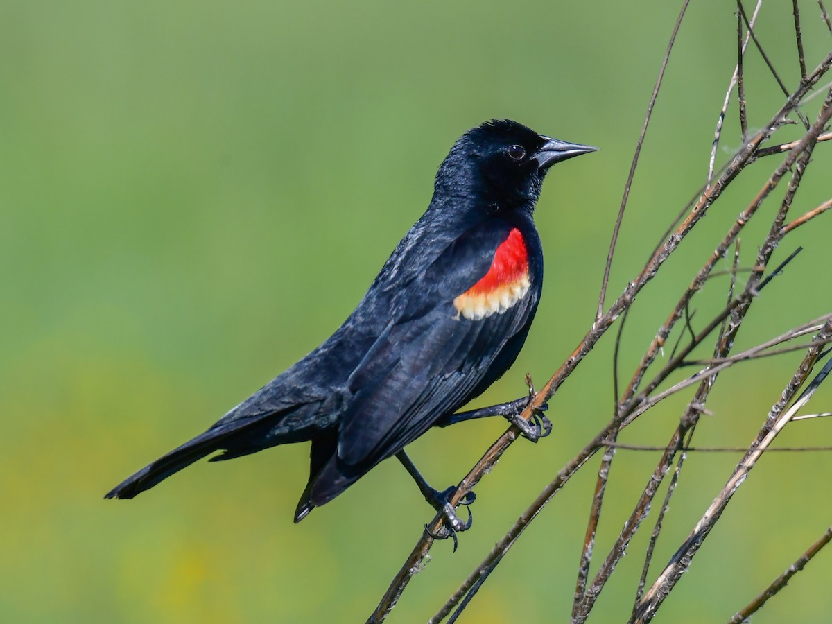 Red-winged Blackbird - ML230274971